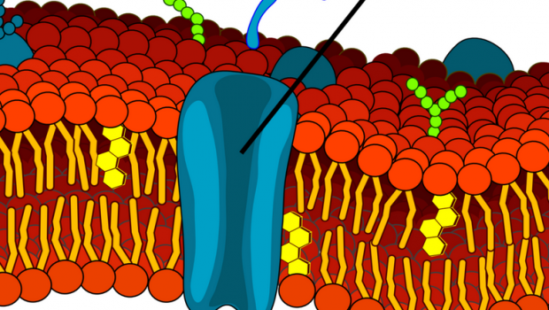 細胞膜的構造