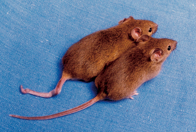 640px-Cloned_mice_with_different_DNA_methylation