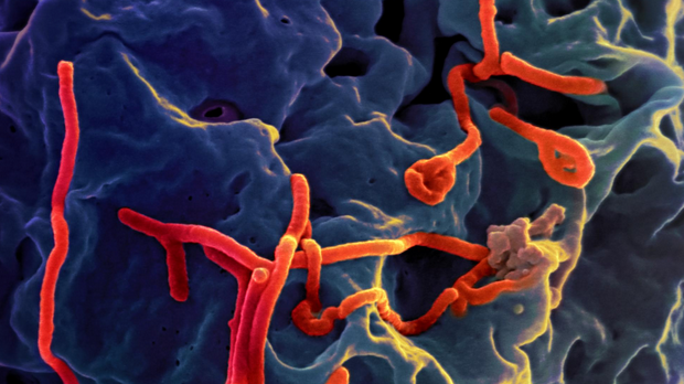伊波拉病毒(II)－「無知與不信任」才是真正的敵人