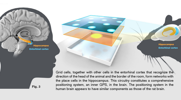 【2014諾貝爾生醫獎】發現大腦裡空間記憶的構築細胞