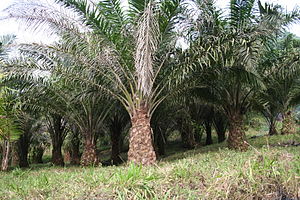 圖一  棕櫚樹  Oil palms (Elaeis guineensis) （圖片來源：http://en.wikipedia.org/wiki/Elaeis_guineensis）