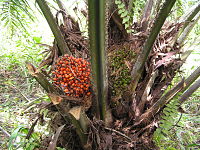 圖二  棕櫚果實  Oil palm fruit （圖片來源：http://en.wikipedia.org/wiki/Elaeis_guineensis）