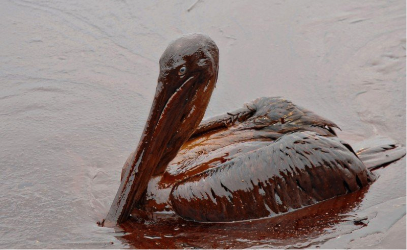 圖二、2010 年深水地平線爆炸意外後沾染上漏油的鳥。（圖片來源：http://www.smithsonianmag.com/science-nature/oil-spill-cleanup-illusion-180959783/?no-ist）