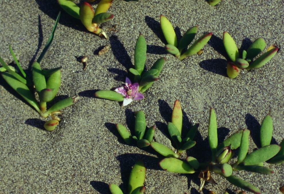 典型沙丘植物