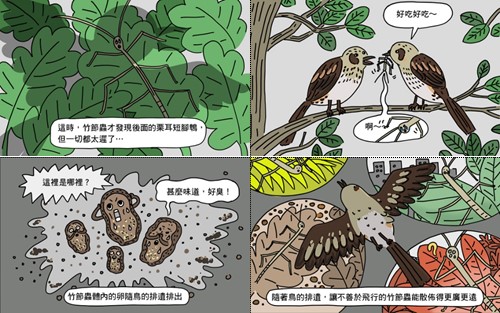【漫畫說科學】竹節蟲與牠的卵