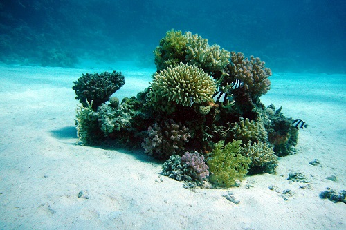 利用深度學習找出耐熱珊瑚礁